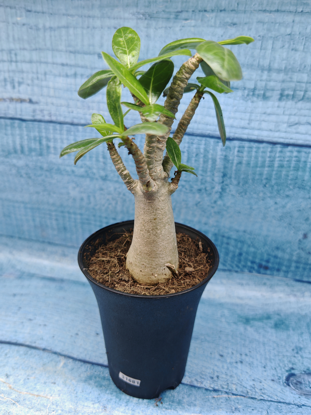 Adenium Baobab (Адениум)