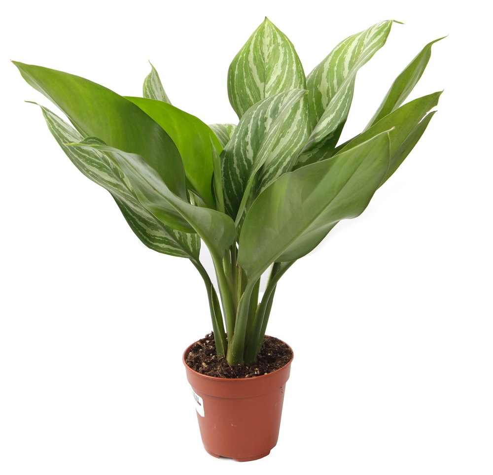 Аглаонема Страйп