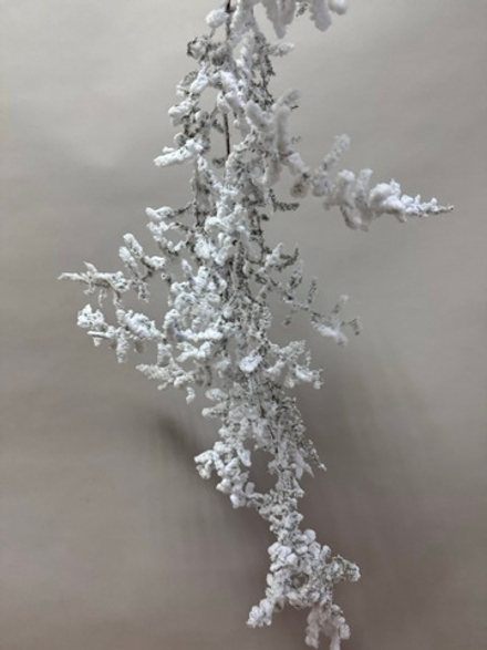 Аспарагус Wild White Flock 1 ветка