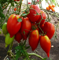 Помидоры Легенда Мультифлора