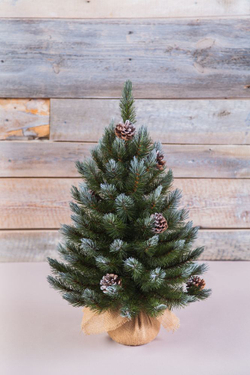 Ель Женева 60см с шишками в мешочке заснеженная Triumph Tree