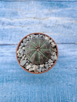 Euphorbia Obesa (Эуфорбия)