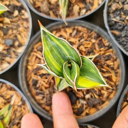 Сансевиерия SAMURAI DWARF VAR