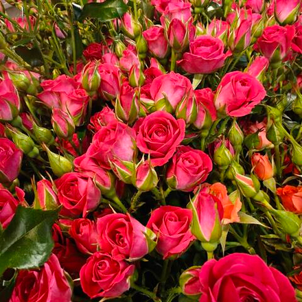 Фрутти Баблс 50 см (кустовая)