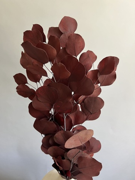 Эвкалипт Популус стабилизированный бордовый