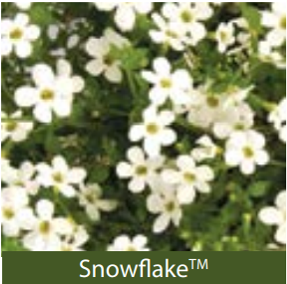 ЕВРО Bacopa Snowflake Imp укор черенок декабрь