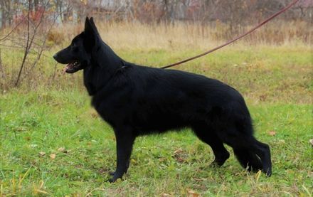 Туадаш МЕЛИССА