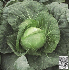Парел F1 семена капусты белокочанной (Bejo / Бейо)