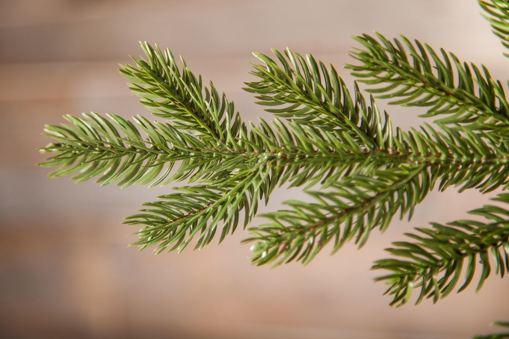 Ель Шервуд Премиум 215см зеленая Triumph Tree