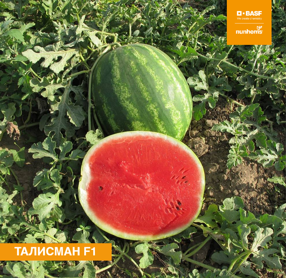 ТАЛИСМАН F1 семена арбуза (Nunhems | Alexagro) – фото 3