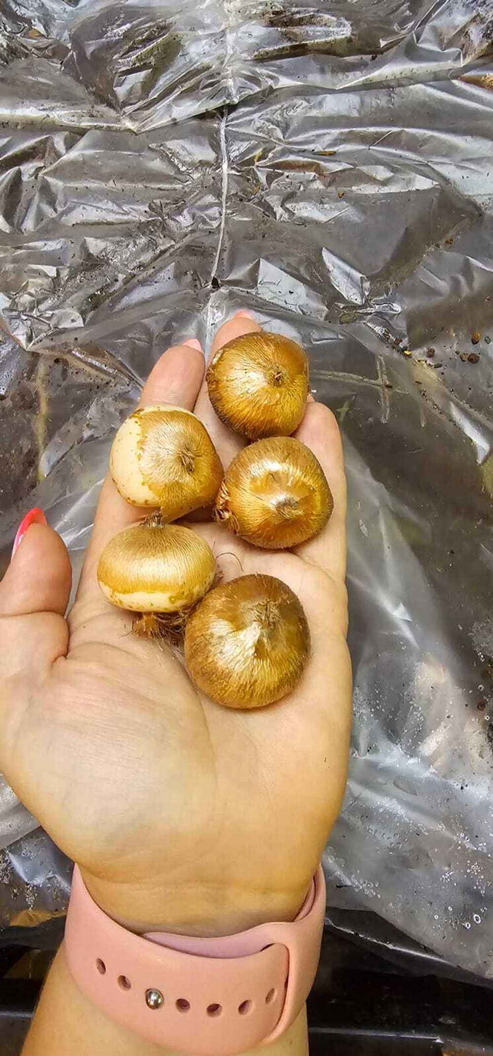 Крокус Луковица, Флоуэр рекордс, 10шт