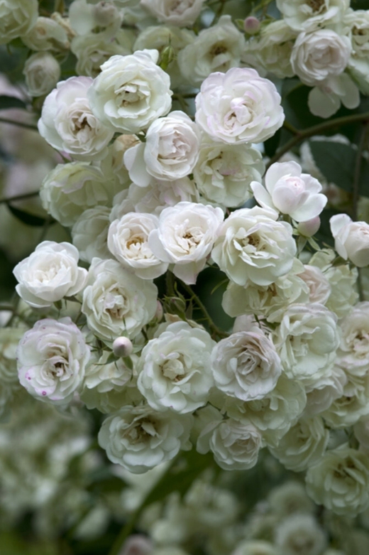 Роза Блашинг Брайд штамб 130-150 см Закупка М21 весна 2026