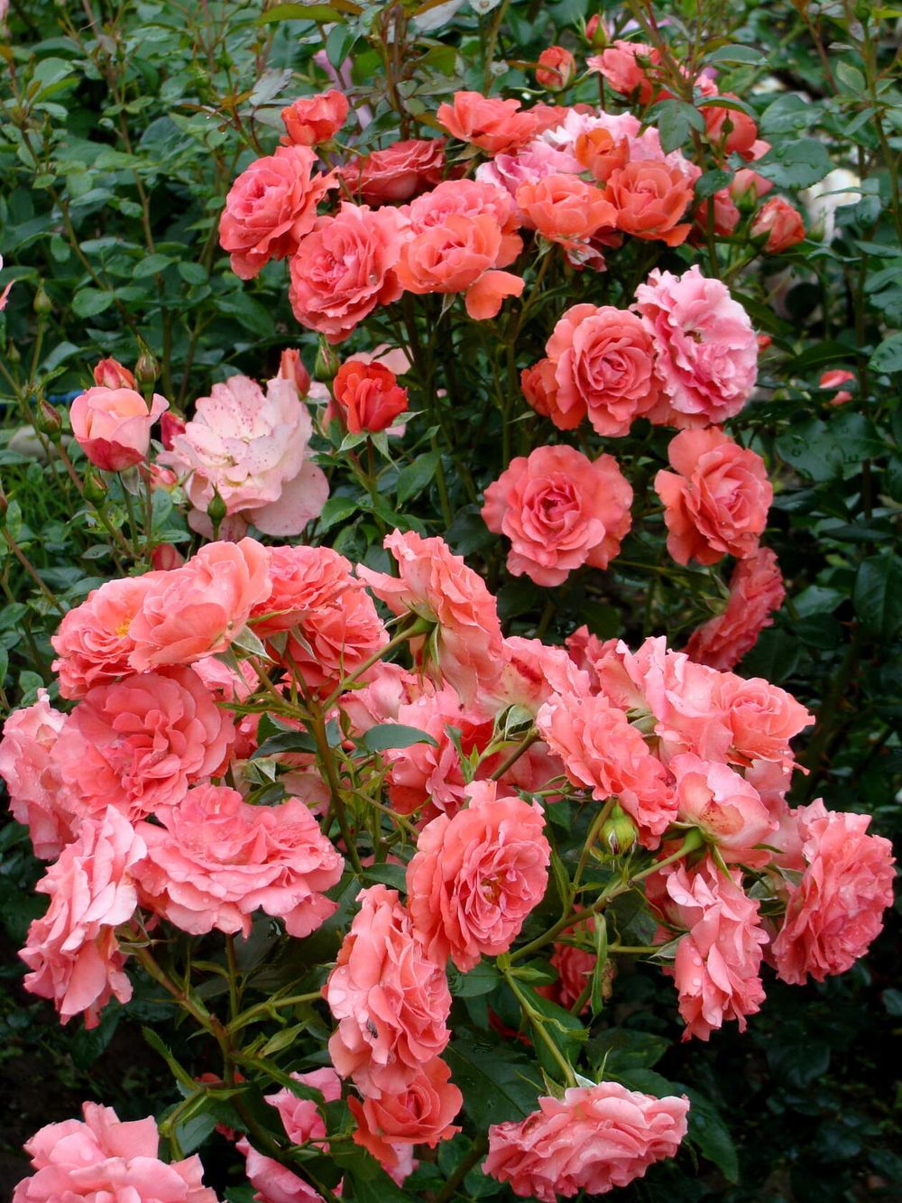 Спешиал Мемориз (Special Memories)