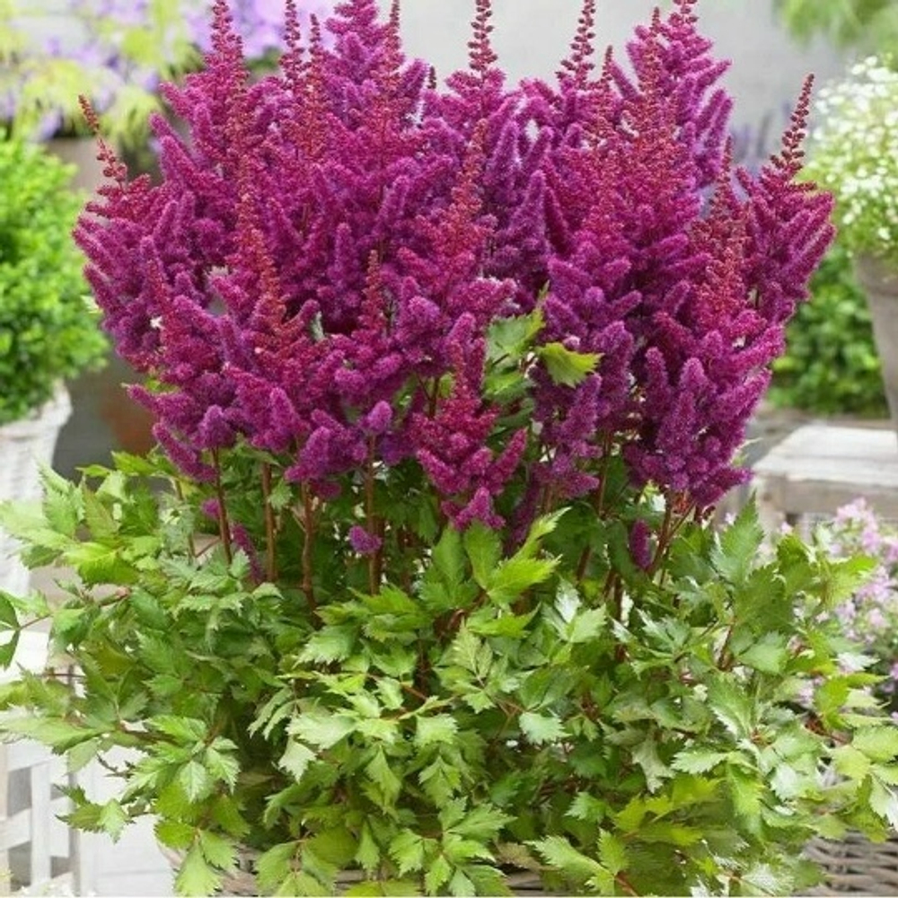 Vision in Red (Китайская)