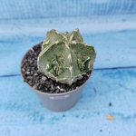 Astrophytum Myriostigma cv. Fukuryu (Астрофитум)