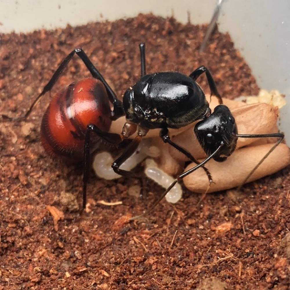 Муравьи Camponotus gigas (Dinomyrmex gigas)