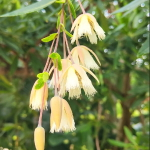 Элеокарпус крупноцветковый – Elaeocarpus grandiflorus