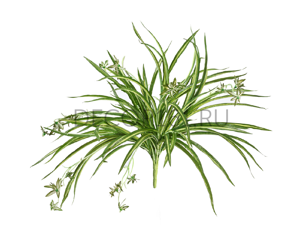 Хлорофитум бело-зелёный куст с ростками в-45 см, д-60 см (Sensitive Botanic) 12/96 20.1192N