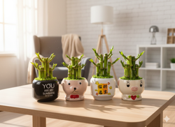 Бамбук small forest в керамическом горшке