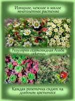 Розулярия седумовидная Альба многолетняя
