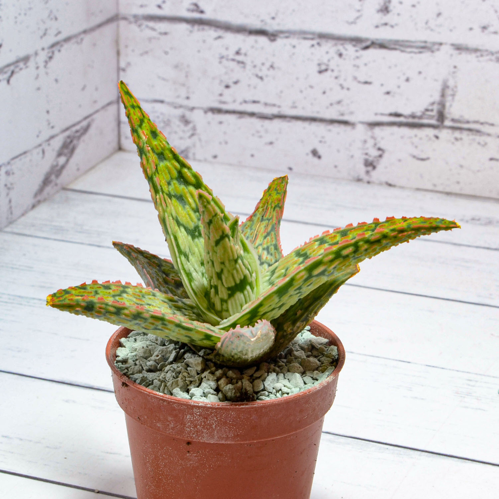 Aloe Carola (Алоэ)