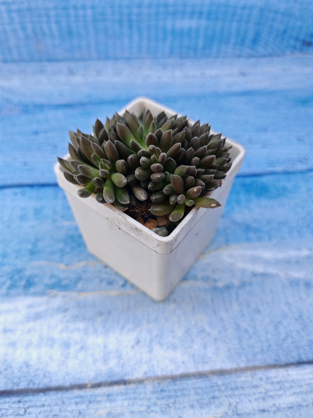 Sinocrassula Yunnanensis (Синокрассула)