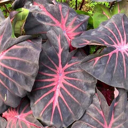 Колоказия RED DEVIL