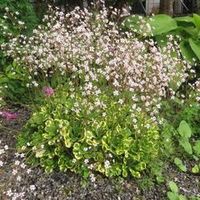 Камнеломка