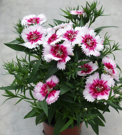 Гвоздика Диана Парпл Сентеред Вайт (50шт) Витагрин Профи