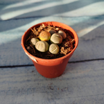 Lithops sp. (Литопсы)