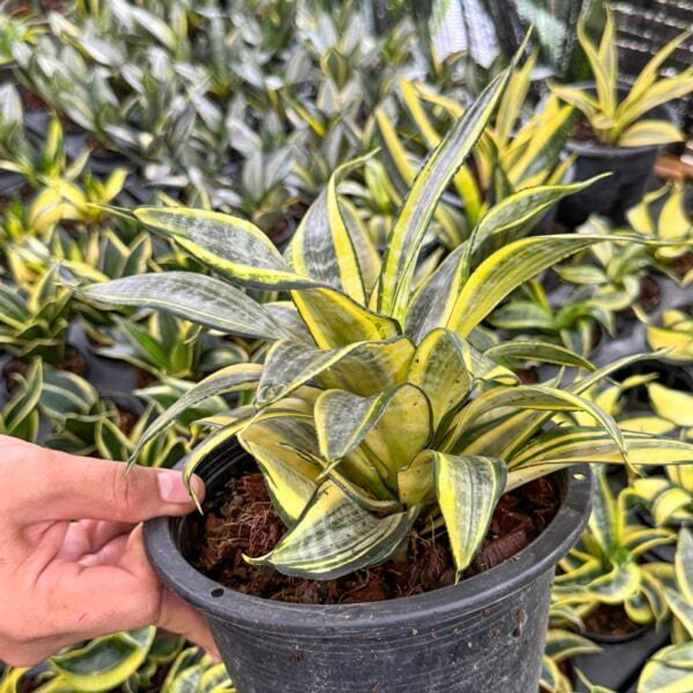 Сансевиерия JAPANESE TWIST