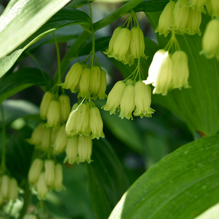 Купена двухцветковая . Polygonatum biflorum (commutatum).