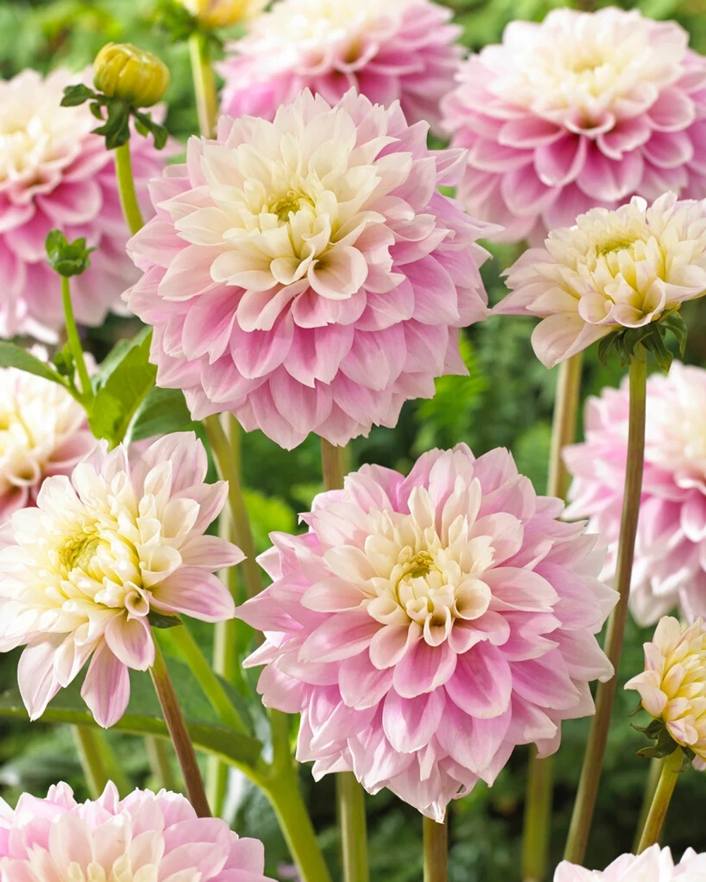 Георгин Sweet Love (корень) Закупка М55 апрель 2026