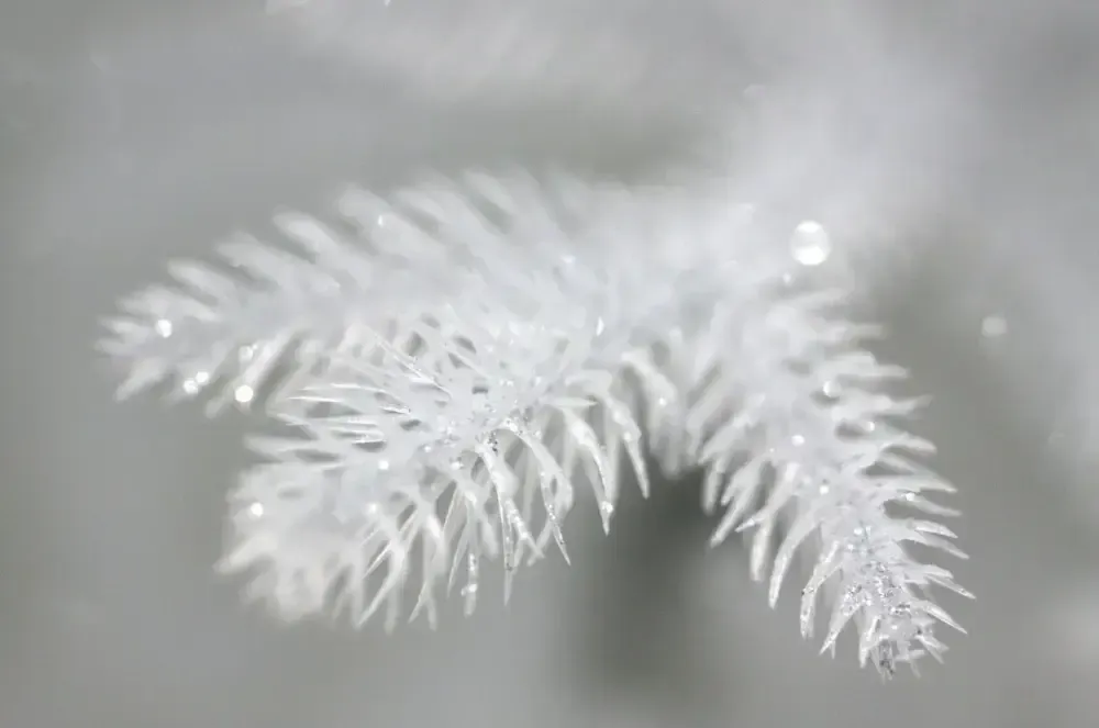 Белая елка «Хрустальная» (Литая хвоя прозрачно-белая) 150 см / 1,5 м