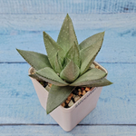 Haworthia Savanna (Хавортия)