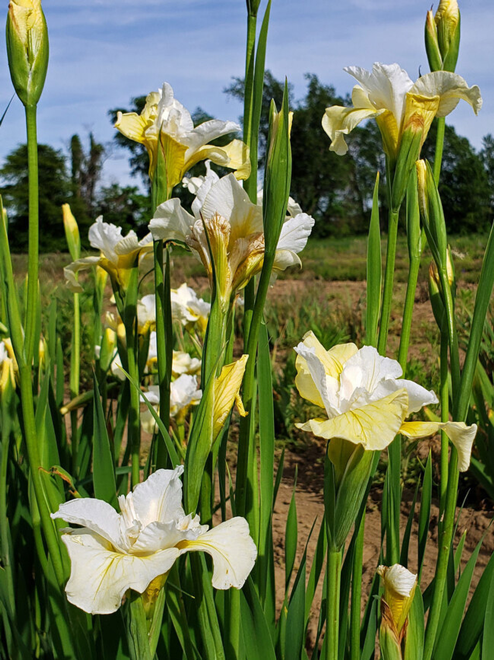 Ирис сибирский "Moon Silk". Iris sibirica "Moon Silk".