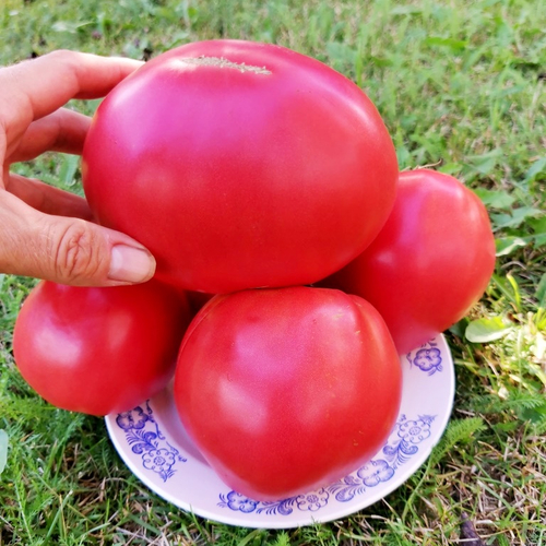 Помидоры Благодарное Сердце