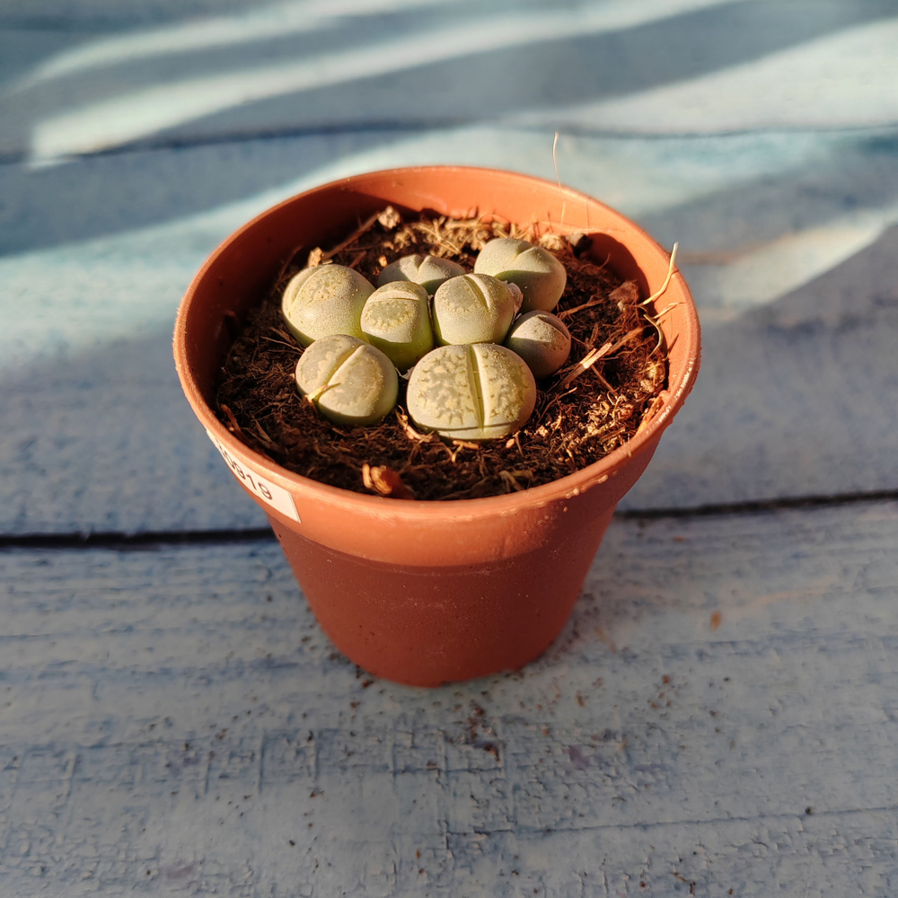 Lithops sp. (Литопсы)