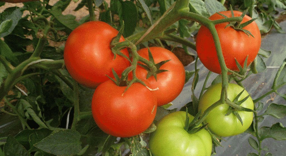 Корвинус F1 семена томата полудетерминантного (Seminis / Семинис) – фото 10