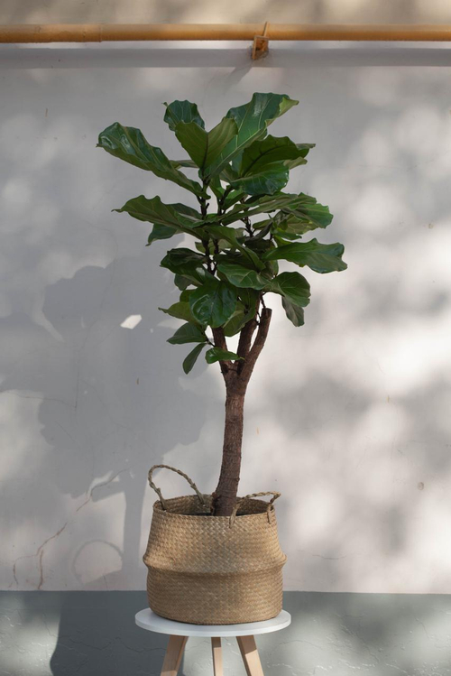 Фикус Лирата Бранч 35/150