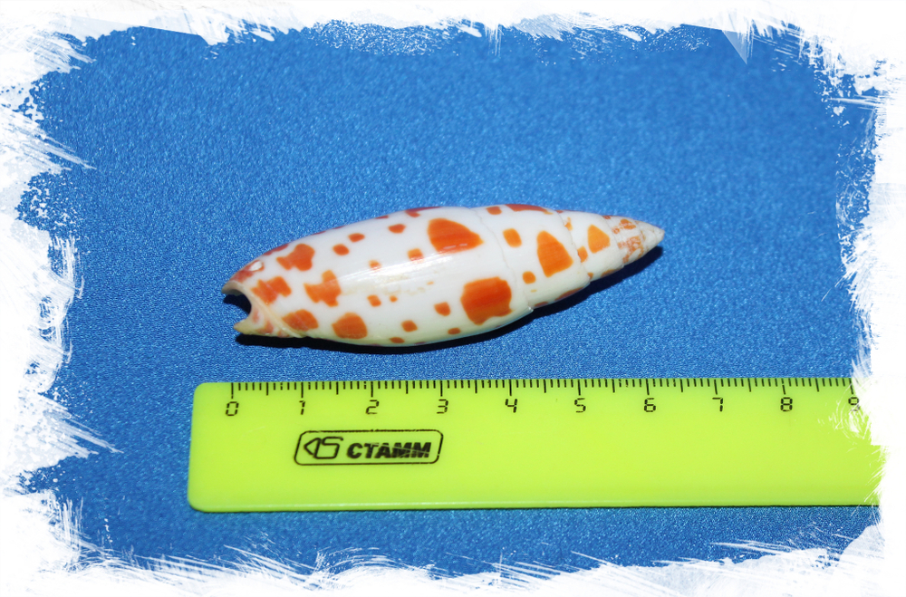 Морская ракушка с отверстием для бижутерии и рукоделия