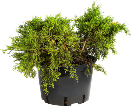 Можжевельник средний Олд Голд С2 20-30