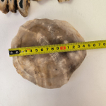 Набор из окаменелого дерева 4 предм Fossil Set NF-63296 поднос 149