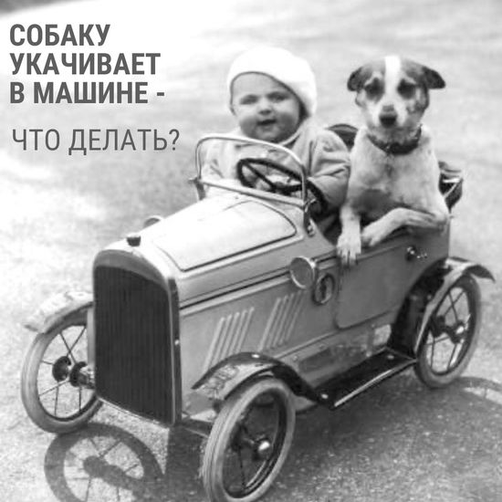 Собаку укачивает в машине: что делать?