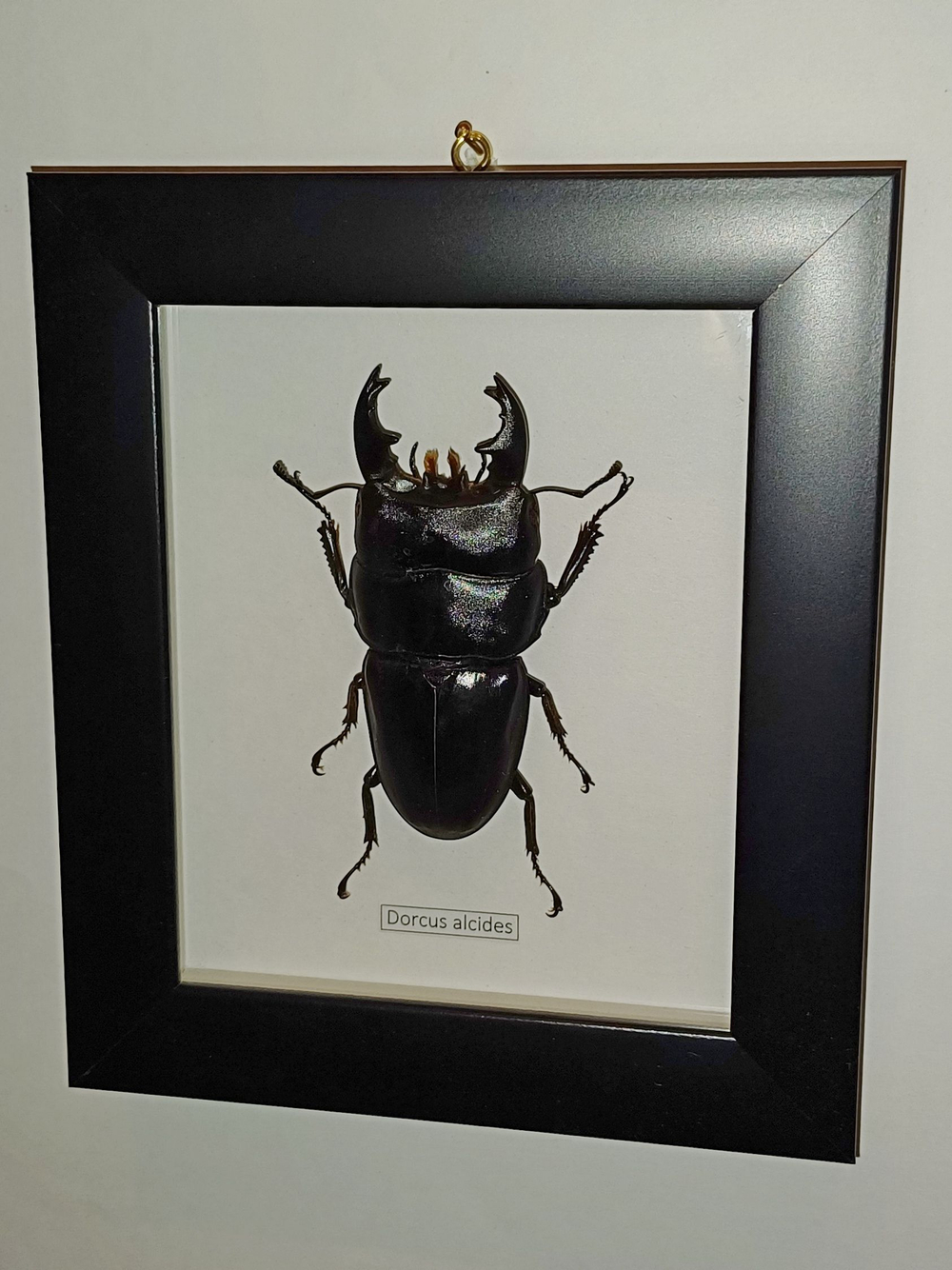 Жук-Рогач Dorcus alcides