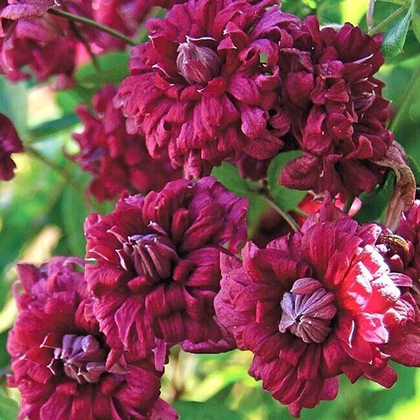 Клематис Пурпуреа Плена Элеганс