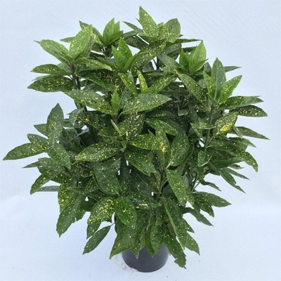 Аукуба (Золотое дерево)