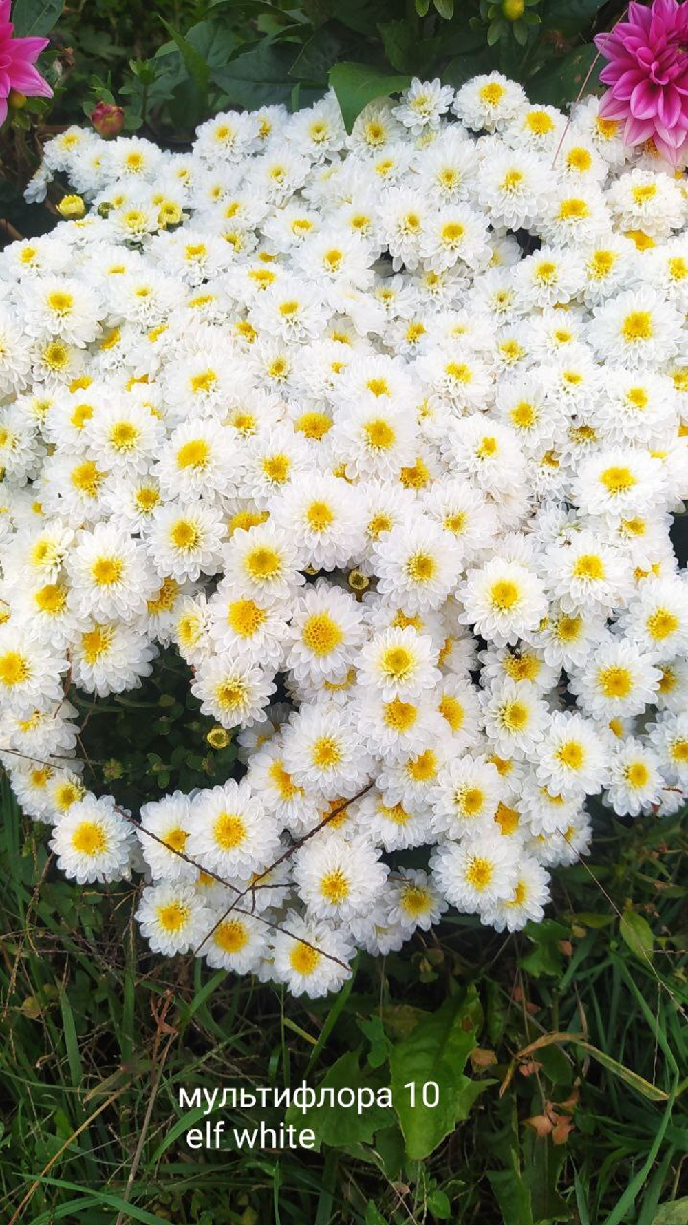 Хр 12 хризантема мультифлора