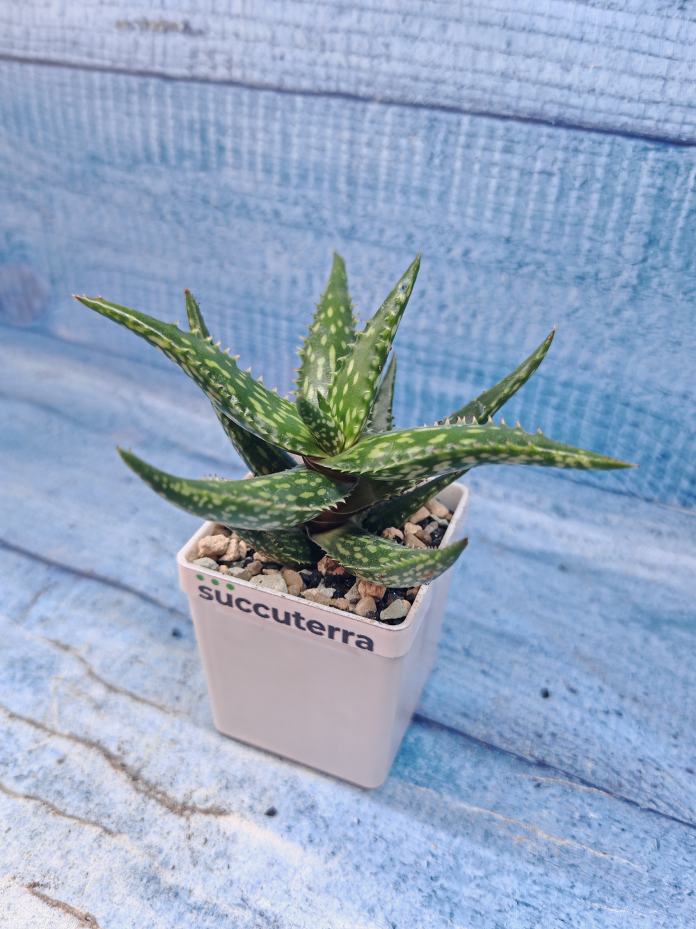 Aloe Jucunda (Алоэ)