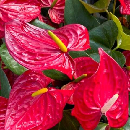 Антуриум Андрэ NEVADA